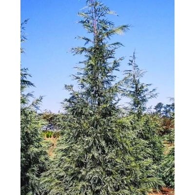 Cupressocyparis leylandii 'Naylor's Blue' – Leylandi ciprus
