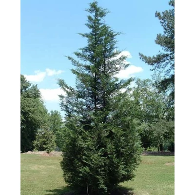 Cupressocyparis leylandii 'Ovensi' – Leylandi ciprus