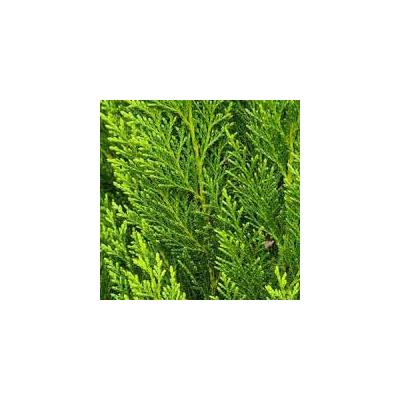 Cupressocyparis leylandii 'Pyramidalis Aurea' – Leylandi ciprus