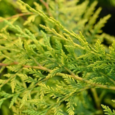 Cupressocyparis leylandii 'Robinsons Gold' – Leylandi ciprus