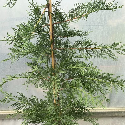 Cupressocyparis leylandii 'Skinners Green' – Leylandi ciprus