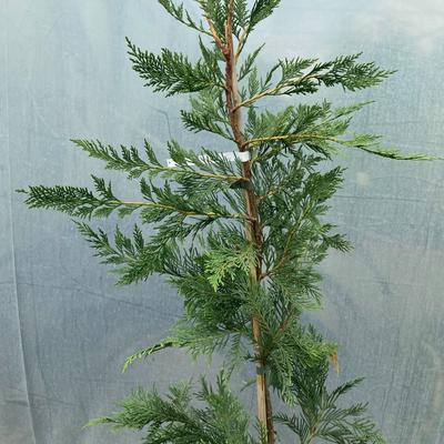 Cupressocyparis leylandii 'Stape Hill' – Leylandi ciprus
