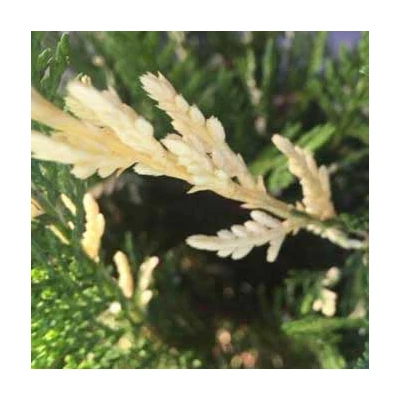 Cupressocyparis leylandii 'Variegata' – Leylandi ciprus