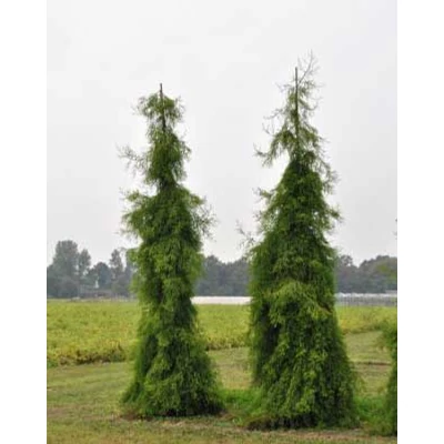 Sequoiadendron giganteum 'Pendulum' - Csüngő hajtású óriás mamutfenyő