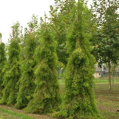 Taxodium distichum 'Pendula' – Csüngő amerikai mocsárciprus