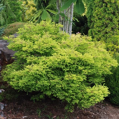 Taxodium distichum 'Secrest' – Amerikai mocsárciprus