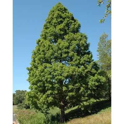 Taxodium distichum 'Shawnee Brave' – Amerikai mocsárciprus