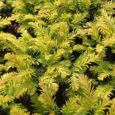 Taxus baccata 'Kupfergold' – Tiszafa