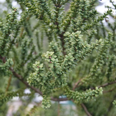 Taxus baccata 'Amersfoort' – Tiszafa