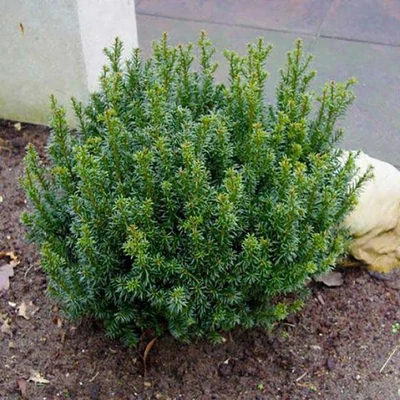 Taxus baccata 'Anna'® – Tiszafa