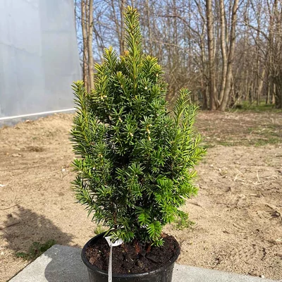Taxus 'Aranysüveg' – Tiszafa