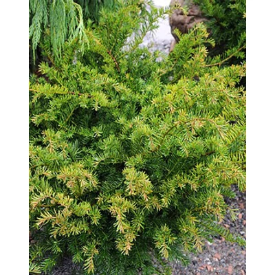 Taxus baccata 'Barmstedter' - Tiszafa