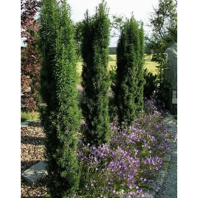 Taxus baccata 'Black Tower' – Tiszafa