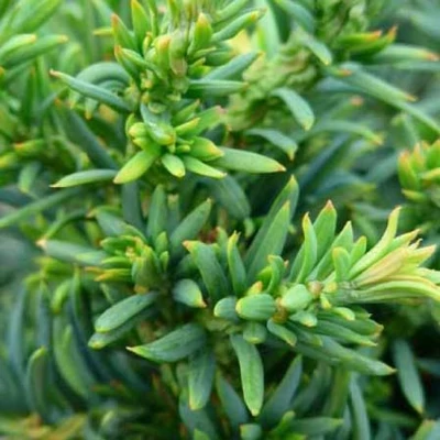 Taxus baccata 'Cristata' – Tiszafa