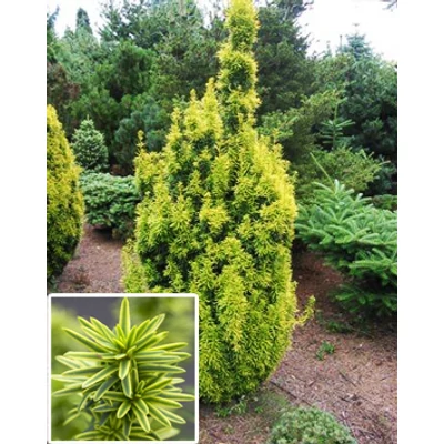 Taxus baccata 'David' – Arany oszlopos tiszafa