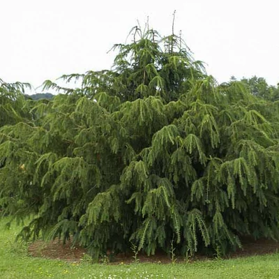 Taxus baccata 'Dovastoniana' – Tiszafa
