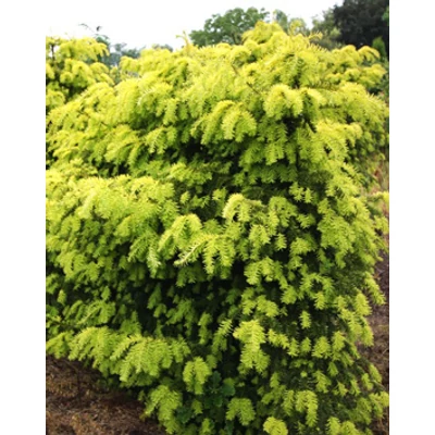 Taxus baccata 'Dovastonii Aurea' – Aranyló tiszafa