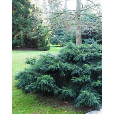 Taxus baccata 'Repandens' – Zöld, terülő tiszafa