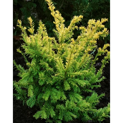 Taxus baccata 'Semperaurea' - Tiszafa