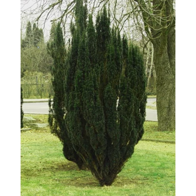 Taxus baccata 'Sonata' – Oszlopos tiszafa
