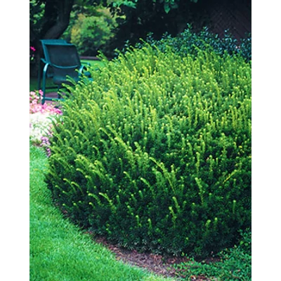 Taxus cuspidata 'Nana' – Terülő japán tiszafa