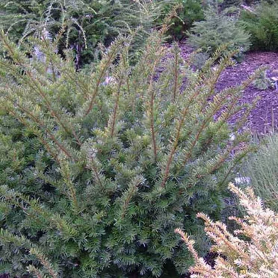Taxus cuspidata 'Rustique' – Japán tiszafa