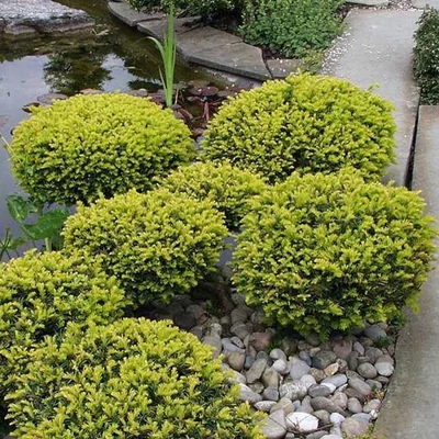 Taxus x media 'Densiformis' – Tiszafa