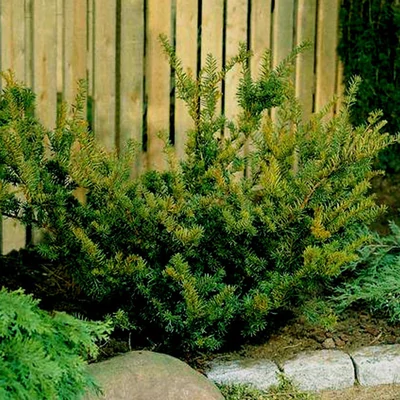 Taxus x media 'Farmen' – Tiszafa