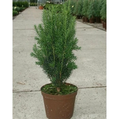 Taxus x media 'Kazio' – Tiszafa