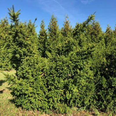 Taxus x media 'Selektion Kordes' – Tiszafa