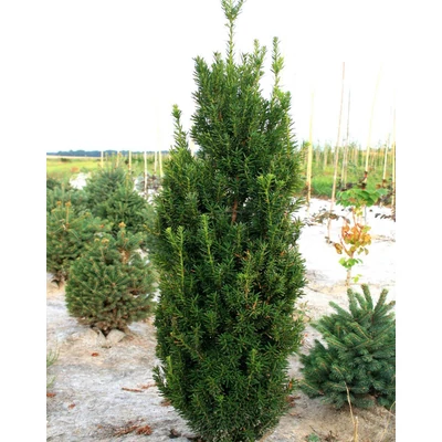 Taxus x media 'Straight Hedge' – Tiszafa
