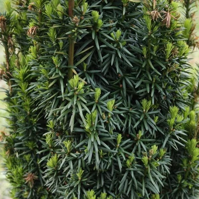 Taxus x media 'Wojtek' – Tiszafa