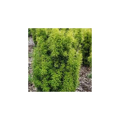 Taxus x media 'Stefania' – Tiszafa