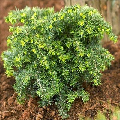 Tsuga canadensis 'Jeddeloh' – Kanadai hemlokfenyő