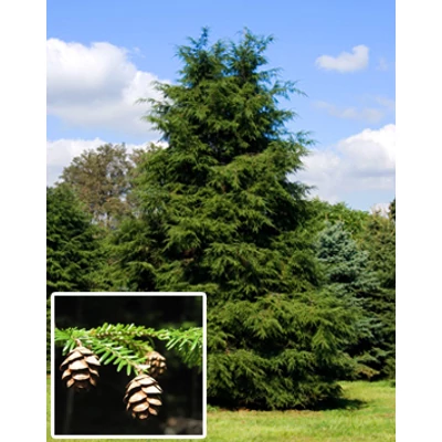 Tsuga canadensis – Kanadai hemlokfenyő