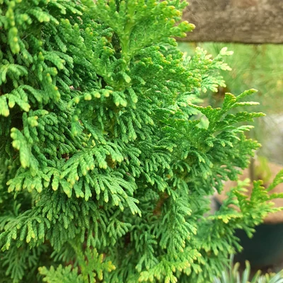Thuja occidentalis 'Brobeck's Tower' – Nyugati tuja