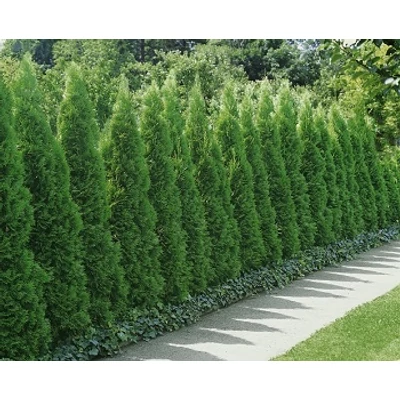 Thuja occidentalis 'Columna' - Zöld oszlopos nyugati tuja