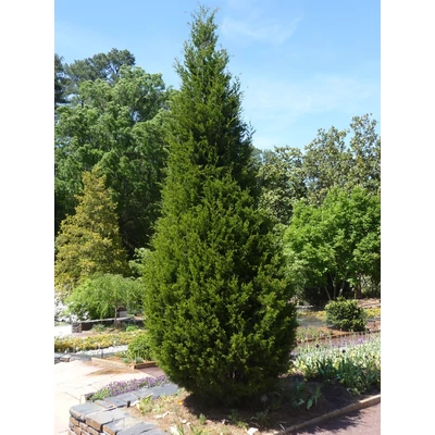 Thuja occidentalis 'Degroot Spire' – Nyugati tuja