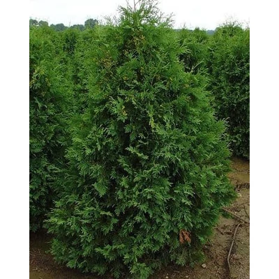 Thuja occidentalis 'Frieslandia' – Nyugati tuja