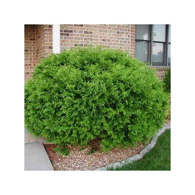 Thuja occidentalis 'Globosa' – Gömb nyugati tuja