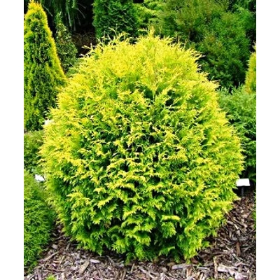 Thuja occidentalis 'Golden Globe' - Arany gömb nyugati tuja