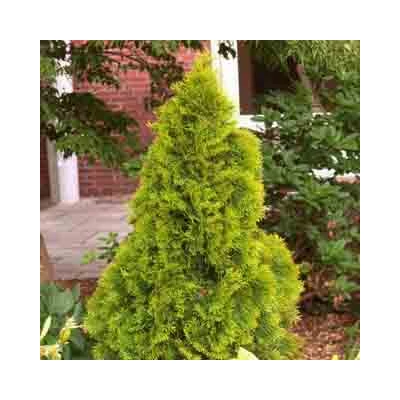 Thuja occidentalis 'Golden Smaragd' – Aranylombú smaragd tuja