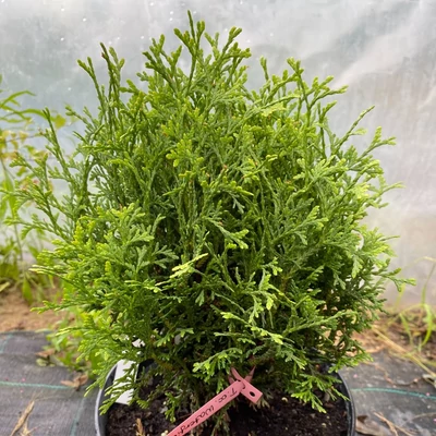 Thuja occidentalis 'Waterfield' – Nyugati tuja