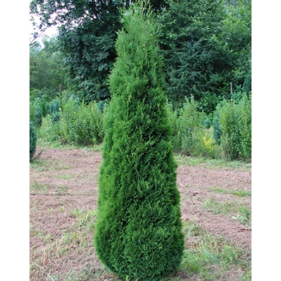 Thuja occidentalis 'Holmstrup' – Zöld, oszlopos nyugati tuja