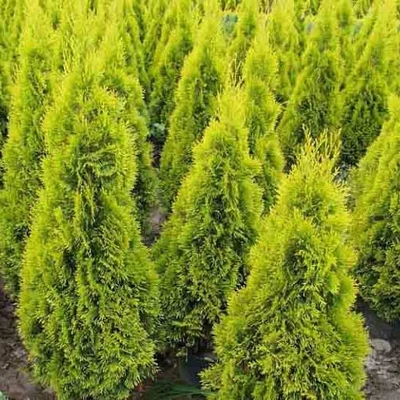 Thuja occidentalis 'Janed Gold' – Nyugati tuja