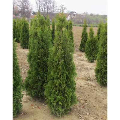 Thuja occidentalis 'Jóska' – Tuja