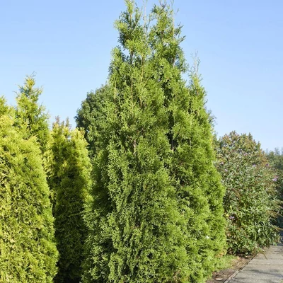 Thuja occidentalis 'King of Brabant' – Nyugati tuja