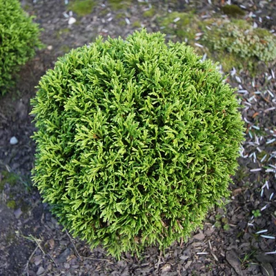 Thuja occidentalis 'Krasnal' – Nyugati tuja