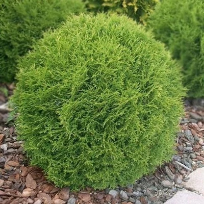 Thuja occidentalis 'Little Gem' – Nyugati tuja