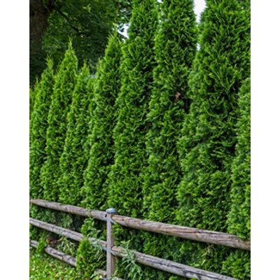 Thuja occidentalis 'Malonyana' - Nyugati oszlopos tuja